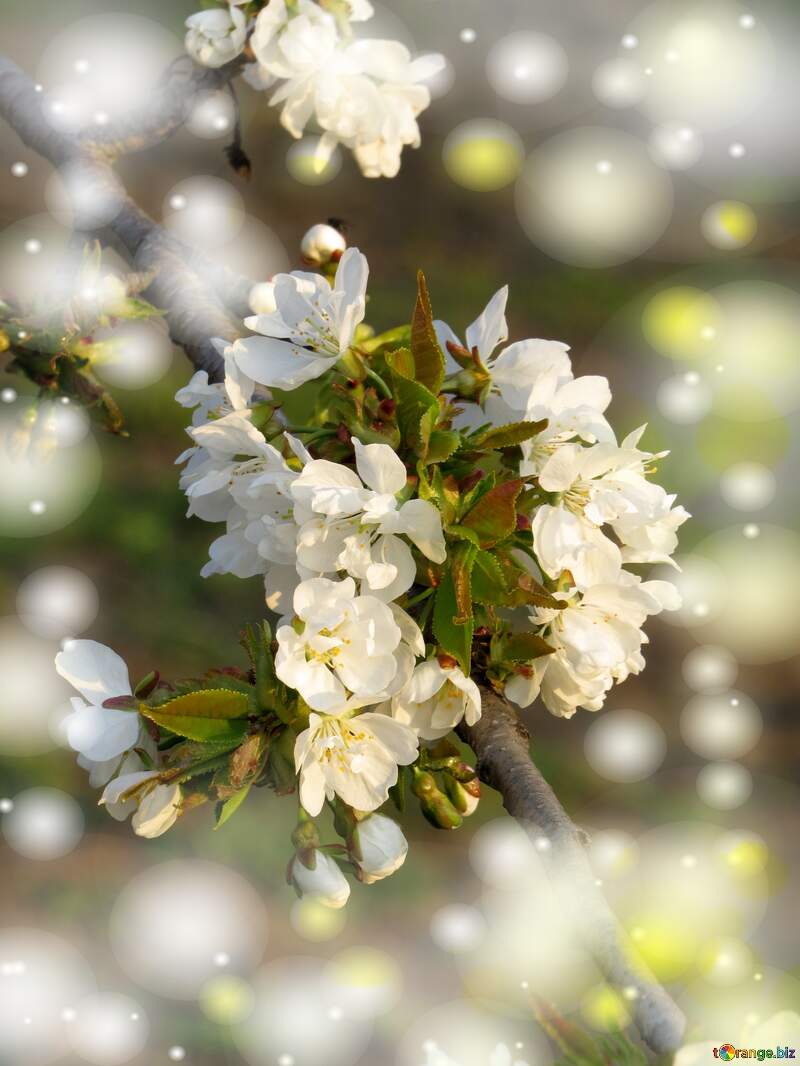 Білі квіти на деревах - найкращий спосіб відзначити прихід весни. №23906