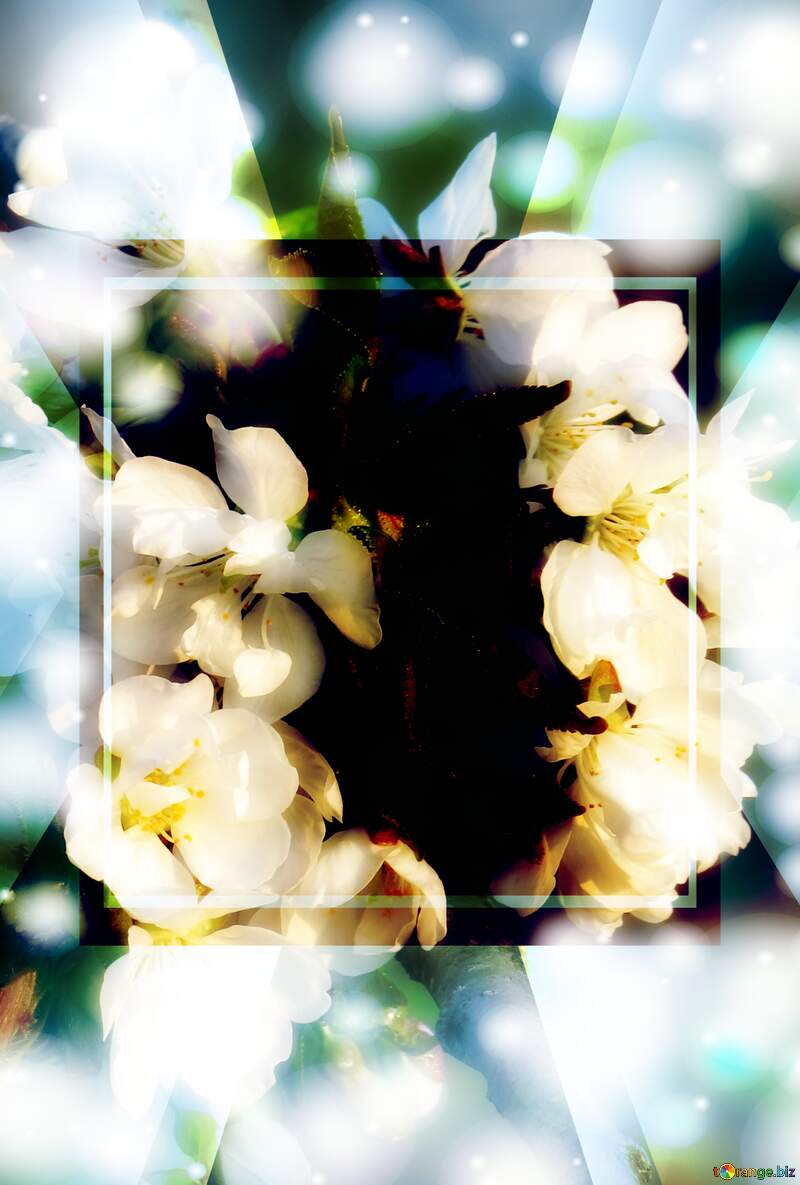 Білі квіти на деревах - ніжний підсумок зимової сплячки. №23906