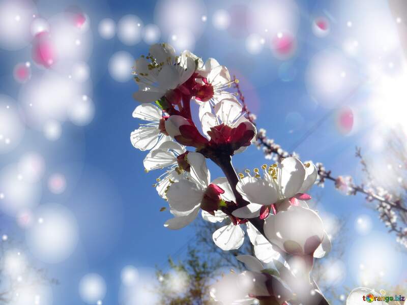 Білі квіти на деревах - символ краси і чистоти. №50340