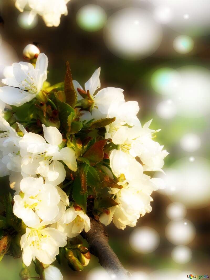 Білі квіти на деревах - символ родючості і плодючості. №23906
