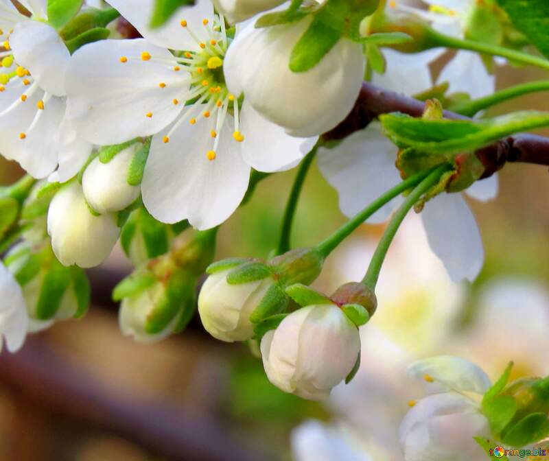 Білі квіти на дереві - це як кришталевий дзеркал, що відображає красу весняного неба. №23947