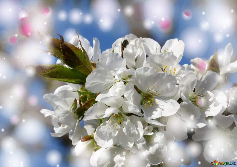 Білі квіти на дереві - це як зорі на небі, які нагадують нам про наші мрії та бажання. №24469