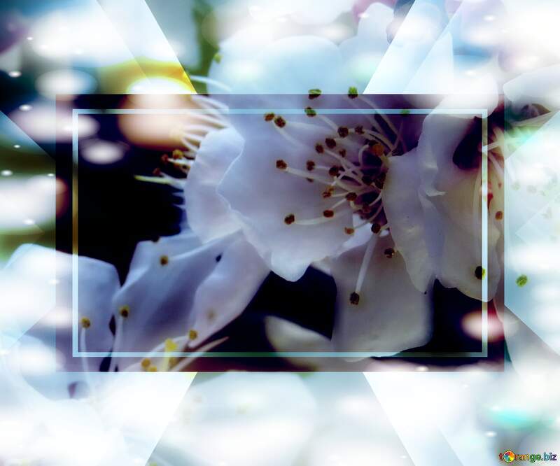 Білі квіти на дереві - це символ весняного оновлення та краси. №29924