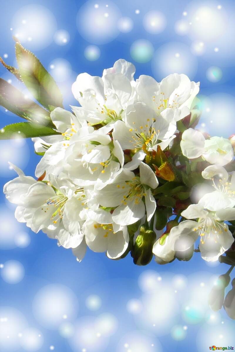 Білі квіти на дереві весною - це як кришталевий сніг на гілках, що втілює чистоту і ніжність. №24424