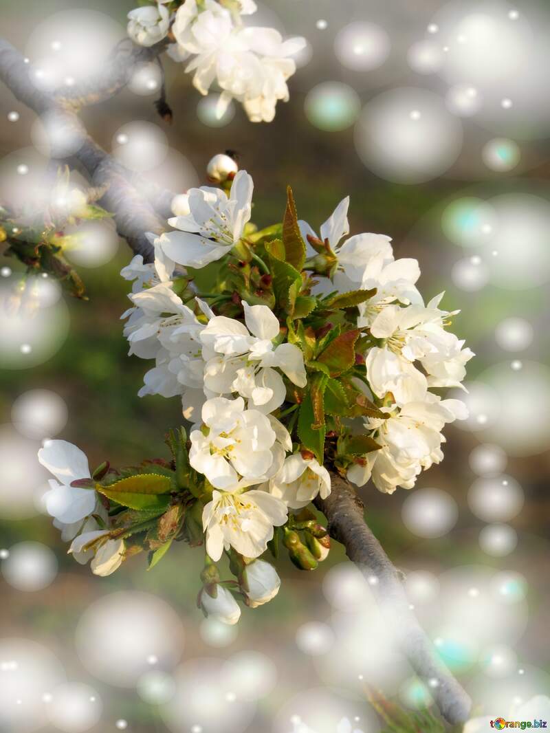 Білі квіти на дереві весною - це як символ нашої відповідальності за наші відносини і кохання, яке ми повинні дбати і розвивати. №23906