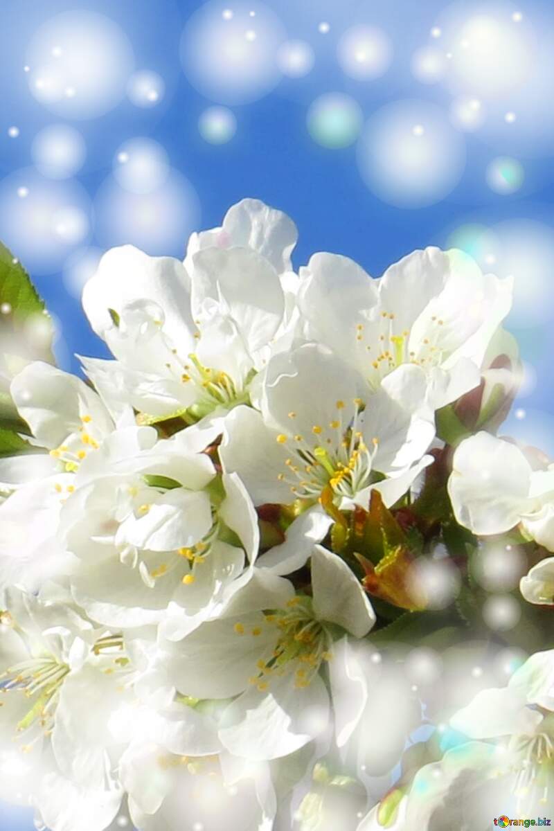 Білі квіти на дереві весною - це як символичний подарунок природи, що надає нам силу та впевненість для розвитку наших відносин і любові. №24424