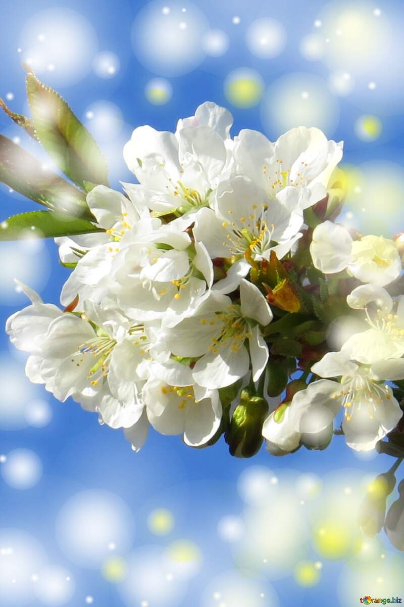 Білі квіти на дереві весною - це дивовижний символ позбавлення від обтяжливих думок і проблем, і відкриває двері до глибоких місць у нашому серці. №24424