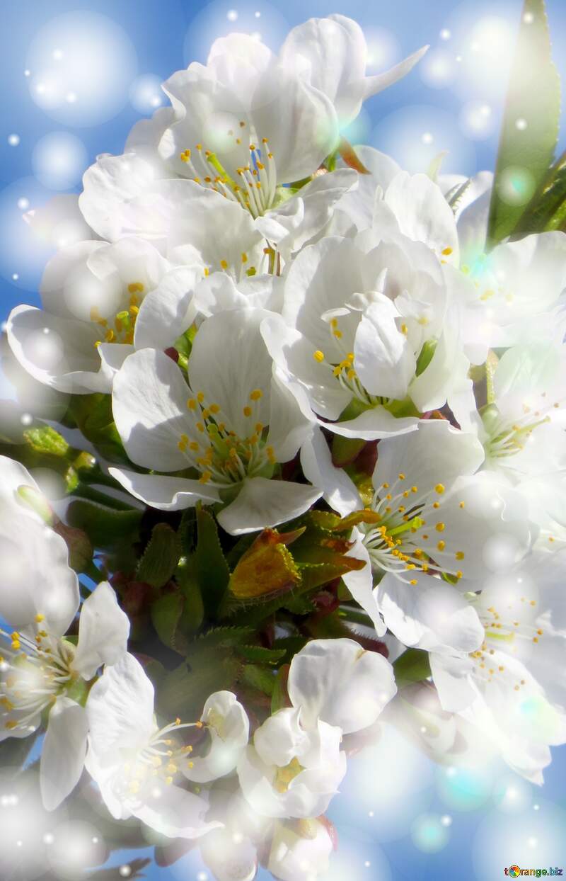 Білі квіти на дереві весною символізують чистоту, ніжність і надію на нове життя. №24409