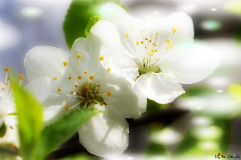 Будь-яке дерево стає чарівним, коли воно покрите гарними білими квітами. №39759