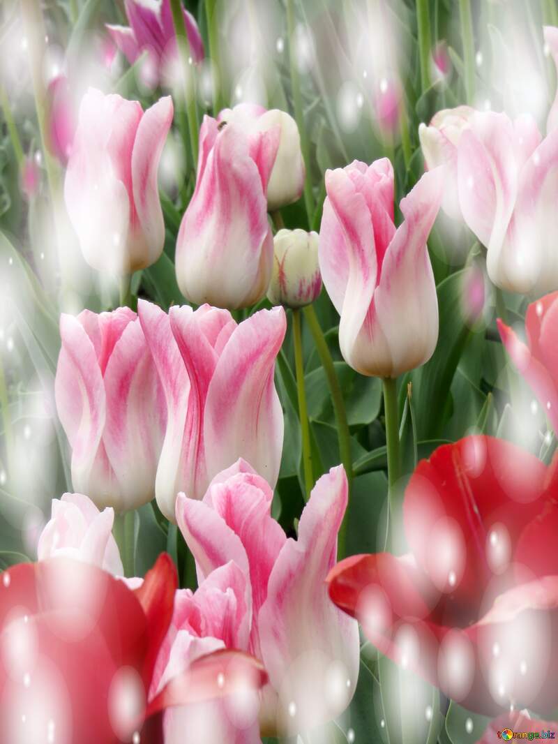 Buona primavera, che questi tulipani ti portino la freschezza della stagione. №31164