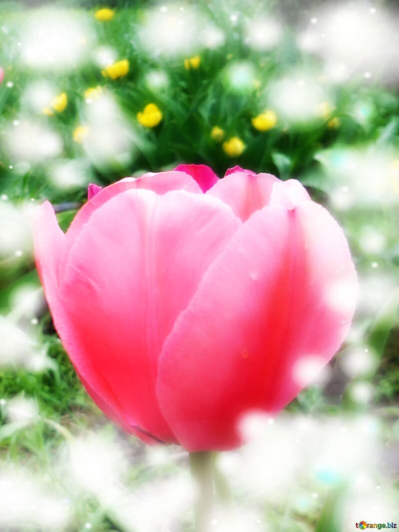 Buona primavera, che questi tulipani ti portino la freschezza e la purezza della stagione. №30374