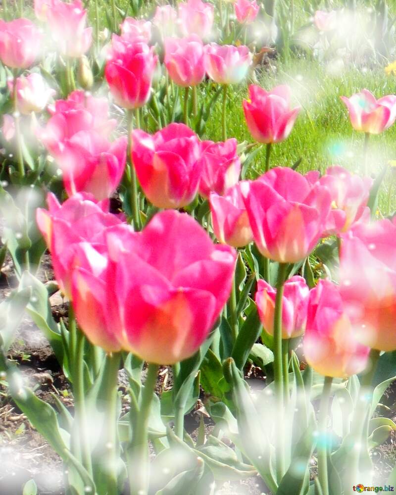 Buona primavera, che questi tulipani ti portino la freschezza e la vitalità della stagione. №12938