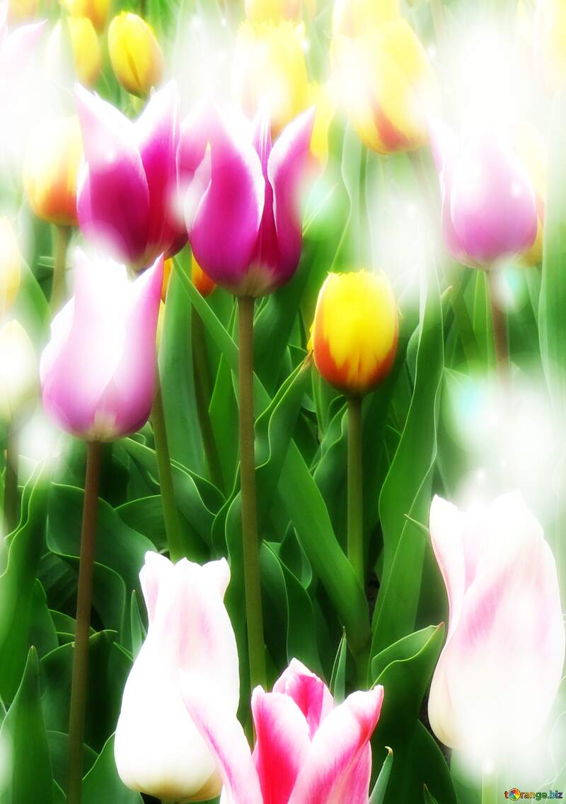 Buona primavera, che questi tulipani ti portino la freschezza e la vitalità della nuova stagione. №31159