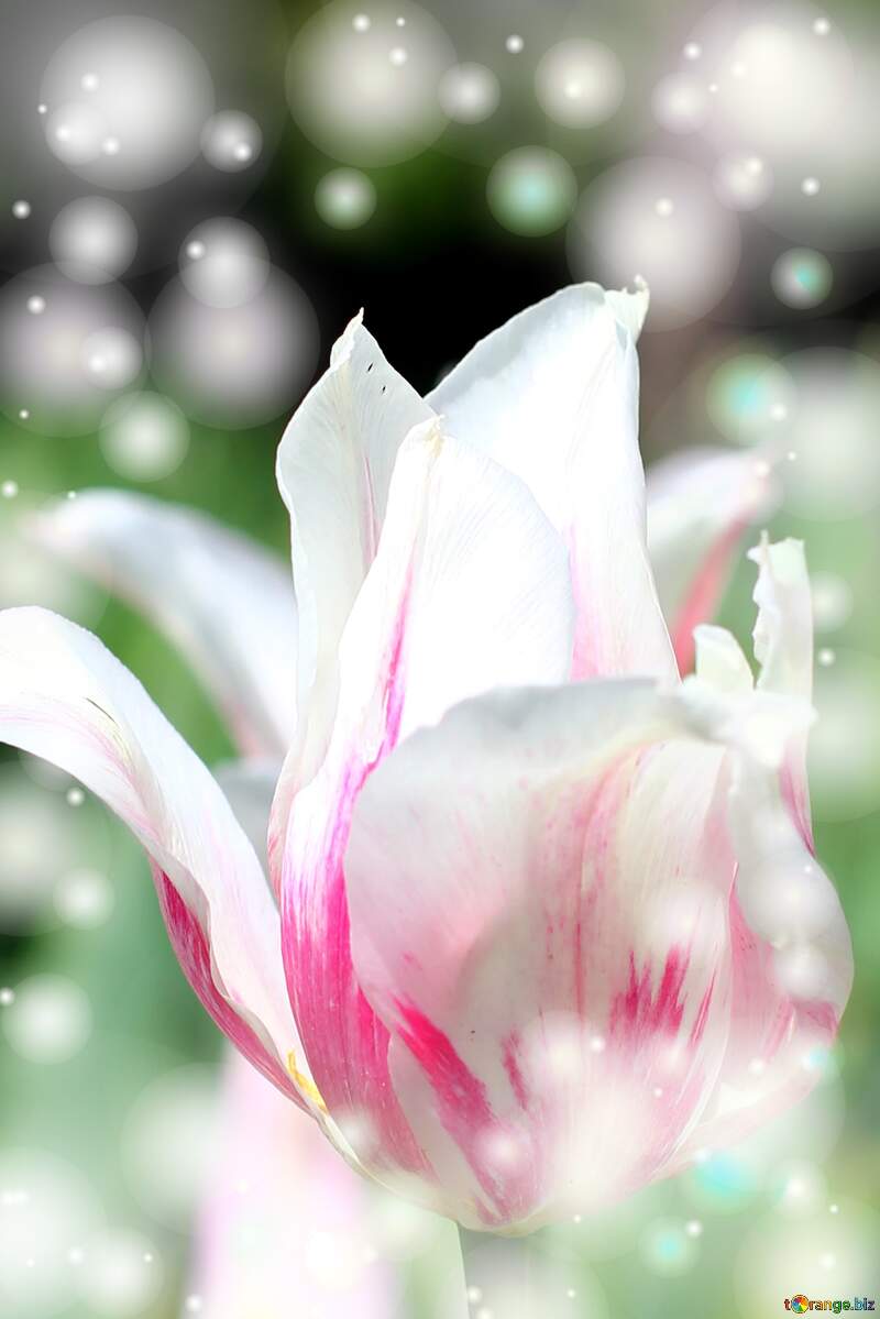 Buona primavera con questi bellissimi tulipani! №37697