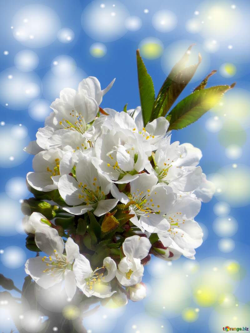 Ця фотографія наповнена теплом і світлом, завдяки гарним білим квітам на дереві весною. №24409