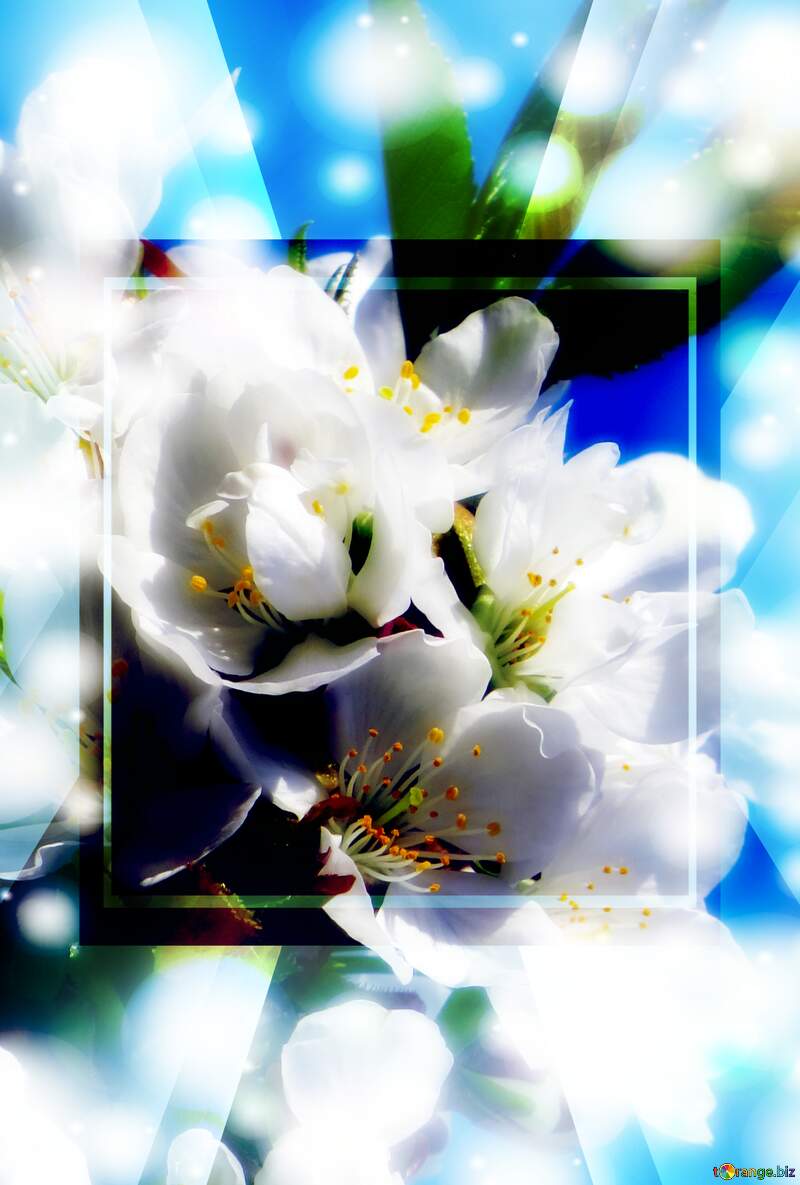 Ця фотографія просто зачаровує своєю красою - гарні білі квіти на дереві весною. №24409