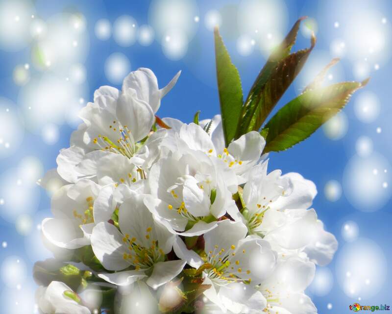 Ця фотографія захоплює своєю красою - гарні білі квіти на дереві весною. №24409