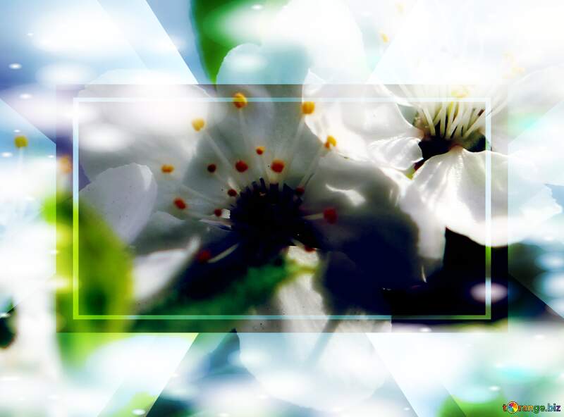 Ця фотографія здатна зберегти момент краси - гарні білі квіти на дереві весною. №39759