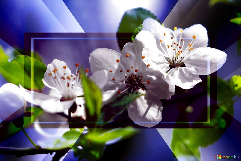 Чарівна картина - дерево, вкрите гарними білими квітами весною. №39759