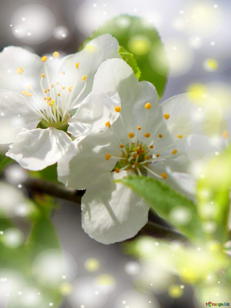 Це чарівна картина, яка розкриває красу природи - гарні білі квіти на дереві весною. №39759