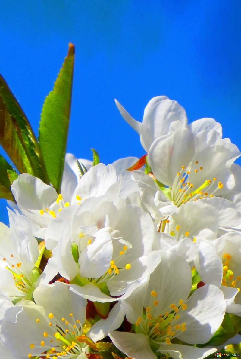Це так прекрасно, коли весняна природа оживає красою білих квітів на дереві. №24409