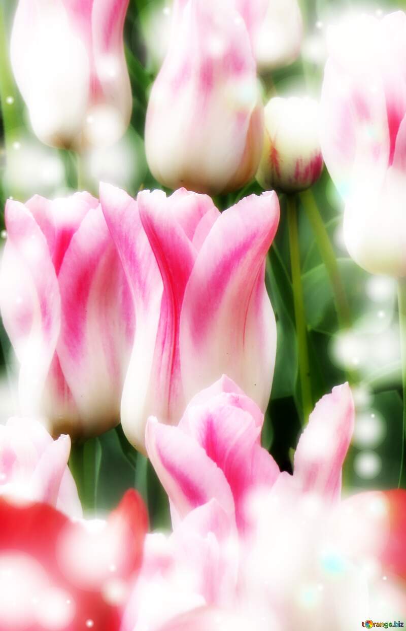 Che questi tulipani ti portino la forza e il coraggio per affrontare ogni giorno della tua vita. №31164