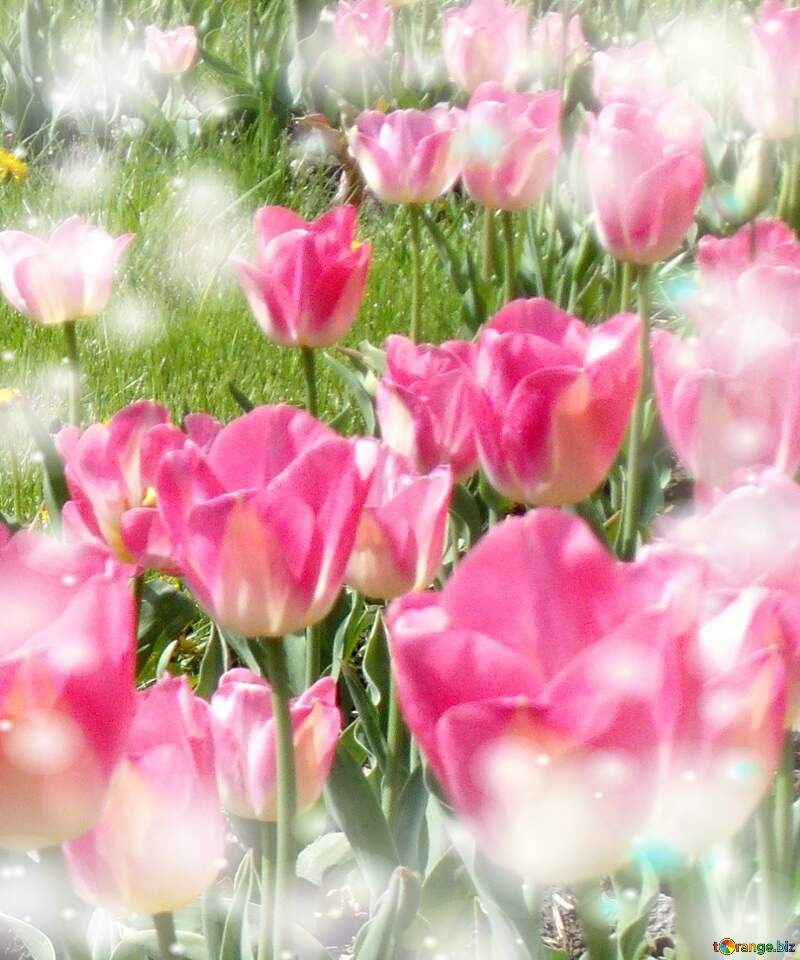 Che questi tulipani ti portino la gioia e la felicità che hai sempre desiderato. №12938