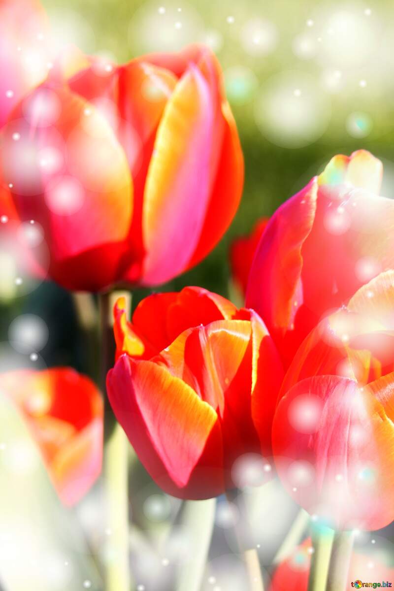 Che questi tulipani ti portino la pace e la serenità che stai cercando nella tua vita. №1648