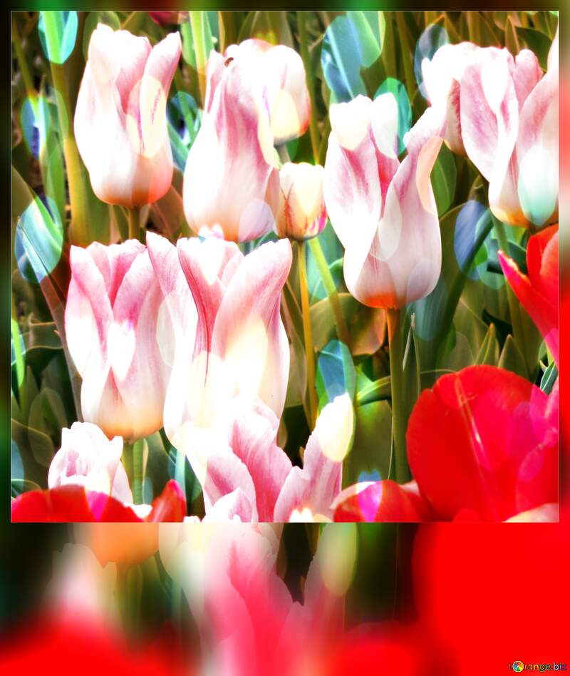Che questi tulipani ti portino serenità e pace nel tuo cuore. №31164