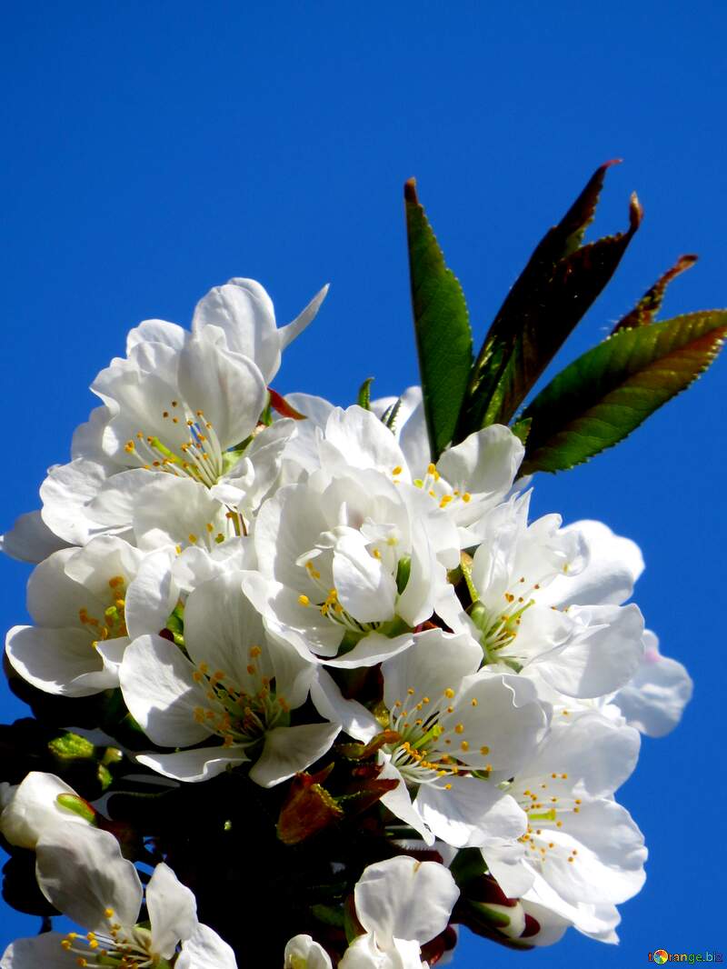 Ці білі квіти на дереві створюють незабутні враження і надихають нашу уяву. №24409