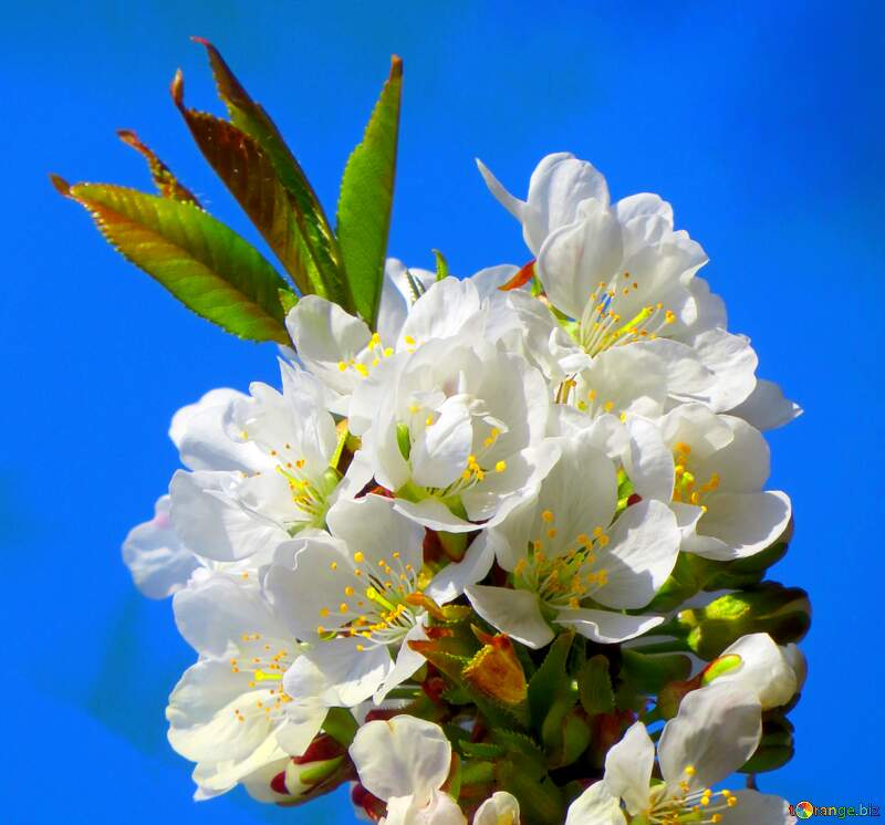Чистота, світло і ніжність - все це виражено в гарних білих квітах на дереві весною. №24409