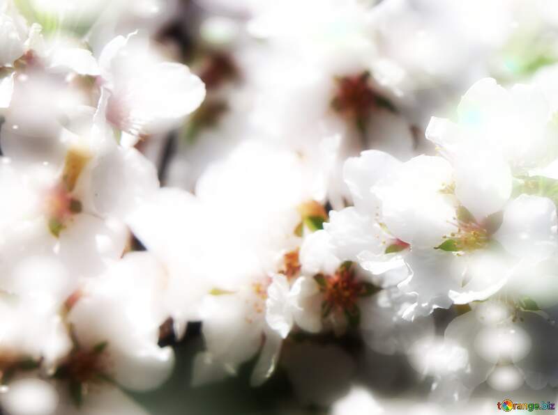 Дерева з білими квітами створюють надзвичайну красу та природну гармонію. №39773