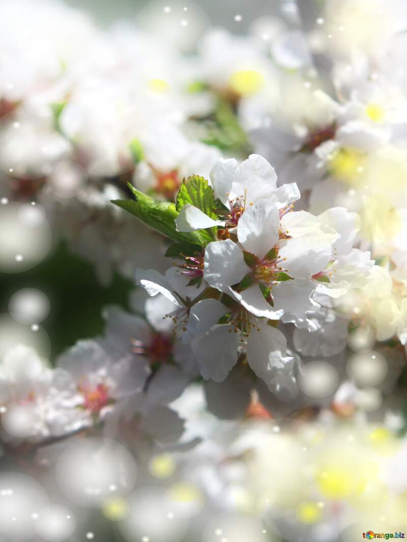 Дерево з білими квітами може стати символом надії та оптимізму. №39773