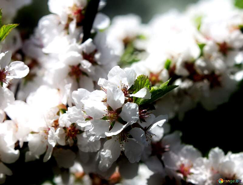 Дерево з білими квітами весною може стати символом обновлення та оновлення. №39773