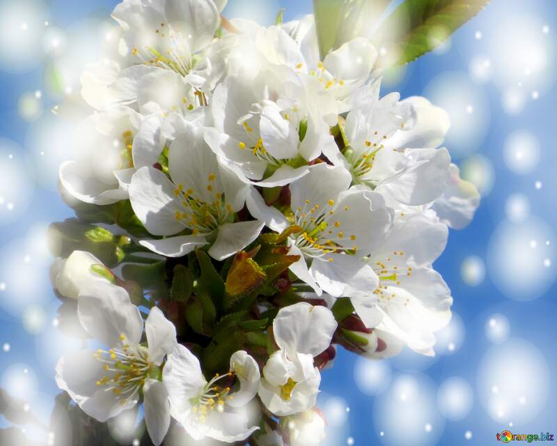 Гарні білі квіти на дереві весною - це дуже романтична і мрійлива картина природи. №24409