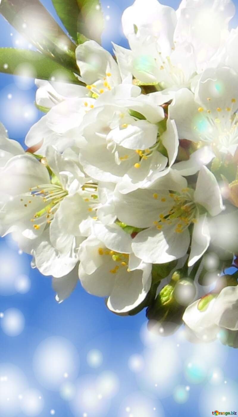 Гарні білі квіти на дереві весною - це символ кохання і вірності, що завжди залишається з нами, незалежно від того, які випробування приходять на наш шлях. №24424