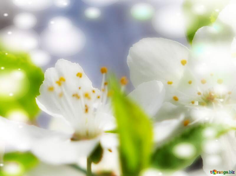 Хто бачив білі квіти на дереві весною, той не зможе забути цю красу ніколи. №39759