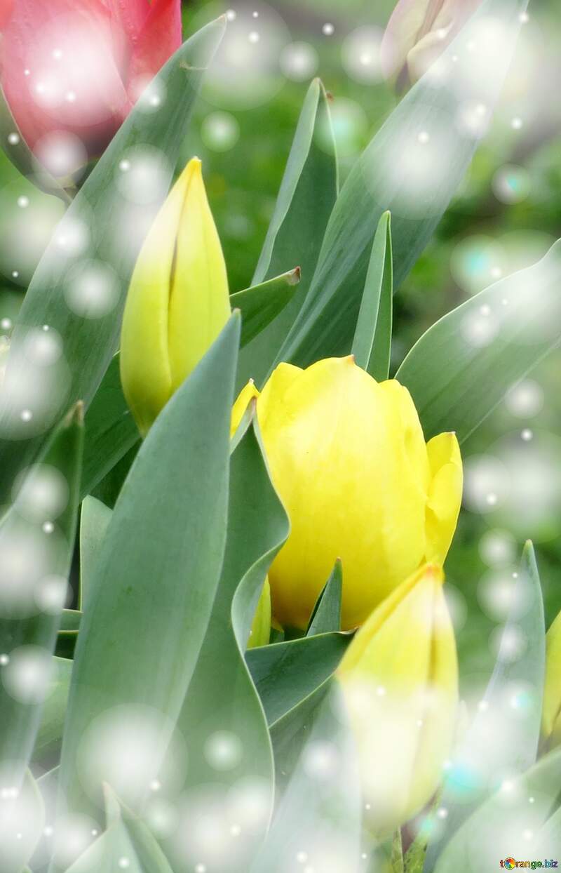 Il colore dei tulipani è un richiamo alla bellezza della natura, goditela al massimo. №31338
