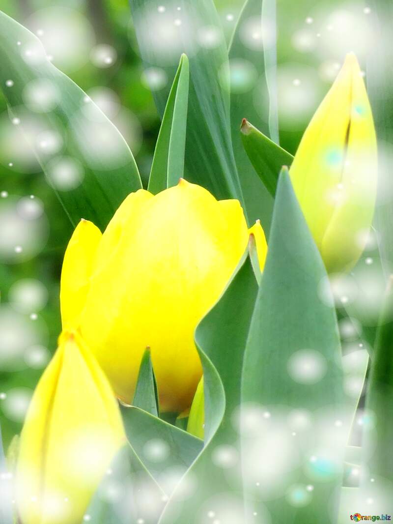 Il colore vivace dei tulipani è un richiamo alla gioia di vivere, auguri! №31338