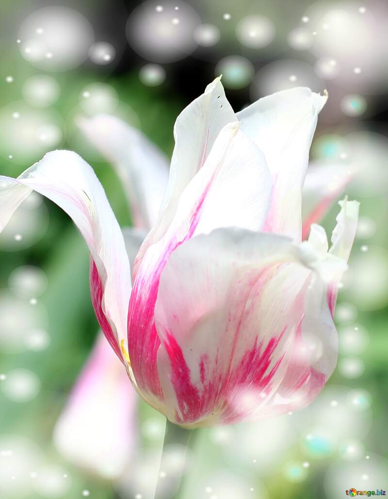 Il profumo dei tulipani è un richiamo alla felicità e alla prosperità, auguri! №37697