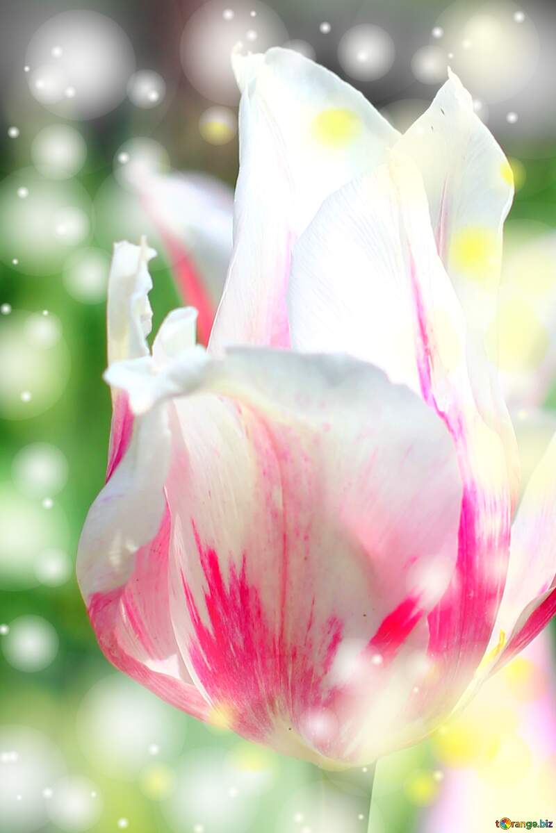 Il tulipano è il simbolo della rinascita, augurandoti una primavera rigogliosa. №37697