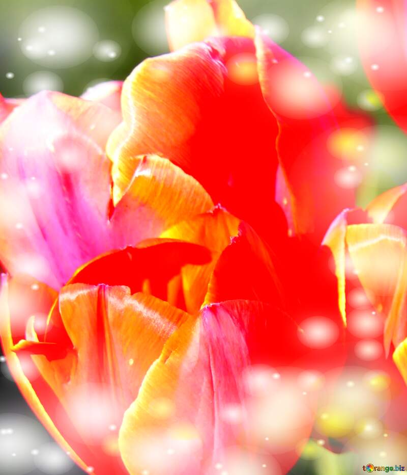 Il tulipano è un simbolo di devozione, auguri per una vita devota e piena di amore. №1648