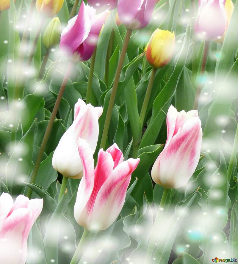 Il tulipano è un simbolo di gratitudine, auguri per una vita grata e apprezzativa. №31159