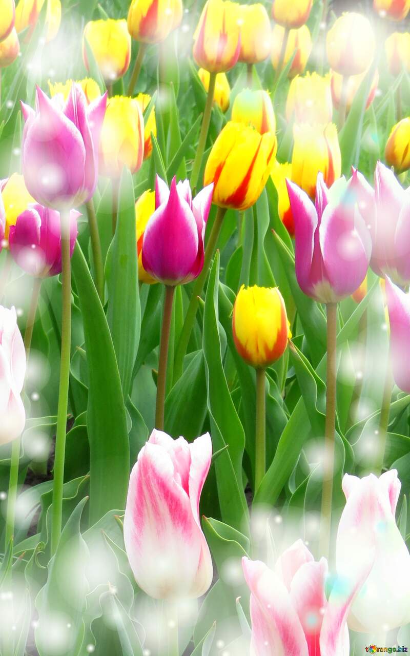 Il tulipano è un simbolo di lealtà, auguri per una vita leale e fedele. №31159
