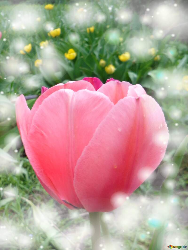 Il tulipano è un simbolo di perfezione, auguri per una vita perfetta. №30374