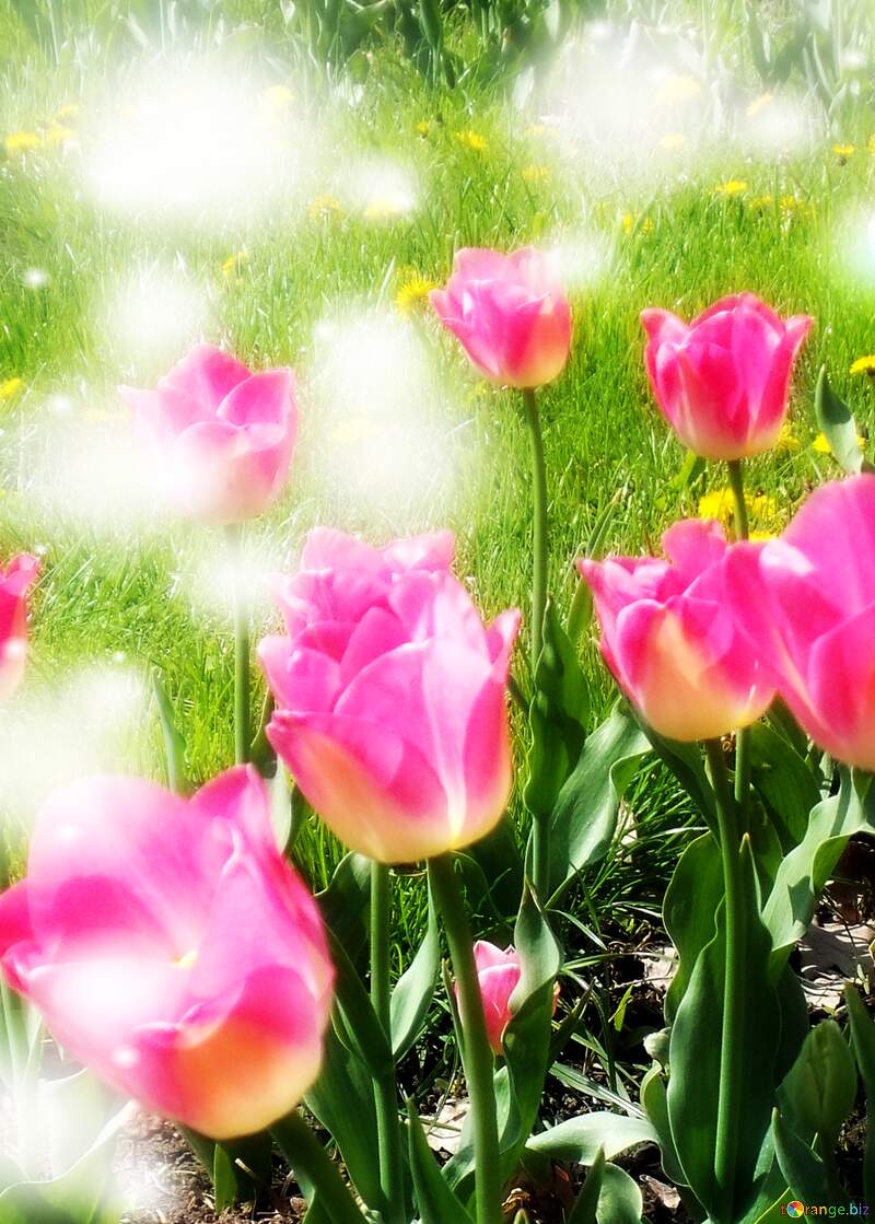 Il tulipano è un simbolo di sincerità, auguri per una vita sincera e vera. №12938