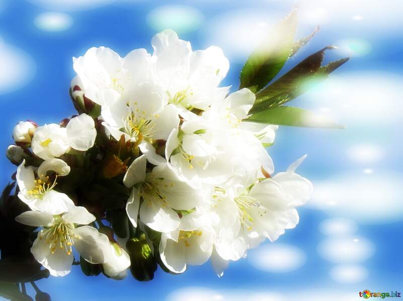 Коли білі квіти на дереві зацвітають, то немовби вся природа оживає, і все навкруги здавалося більш яскравим і красивим. №24424