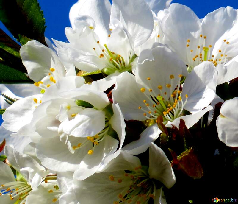 Коли я дивлюся на білі квіти на дереві, я відчуваю, що все можливо. №24410