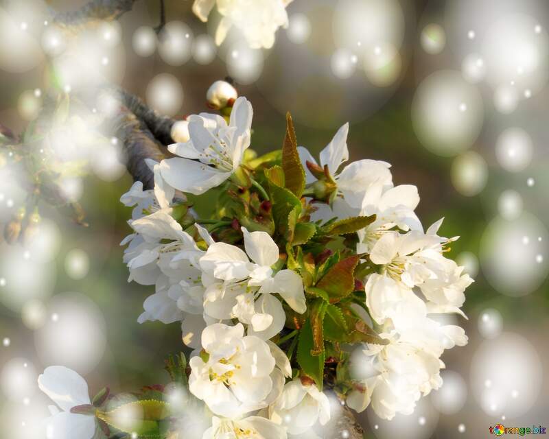 Коли ми бачимо білі квіти на дереві весною, ми можемо відчути плин любові і ніжності, що розпочинається з нашого серця. №23906