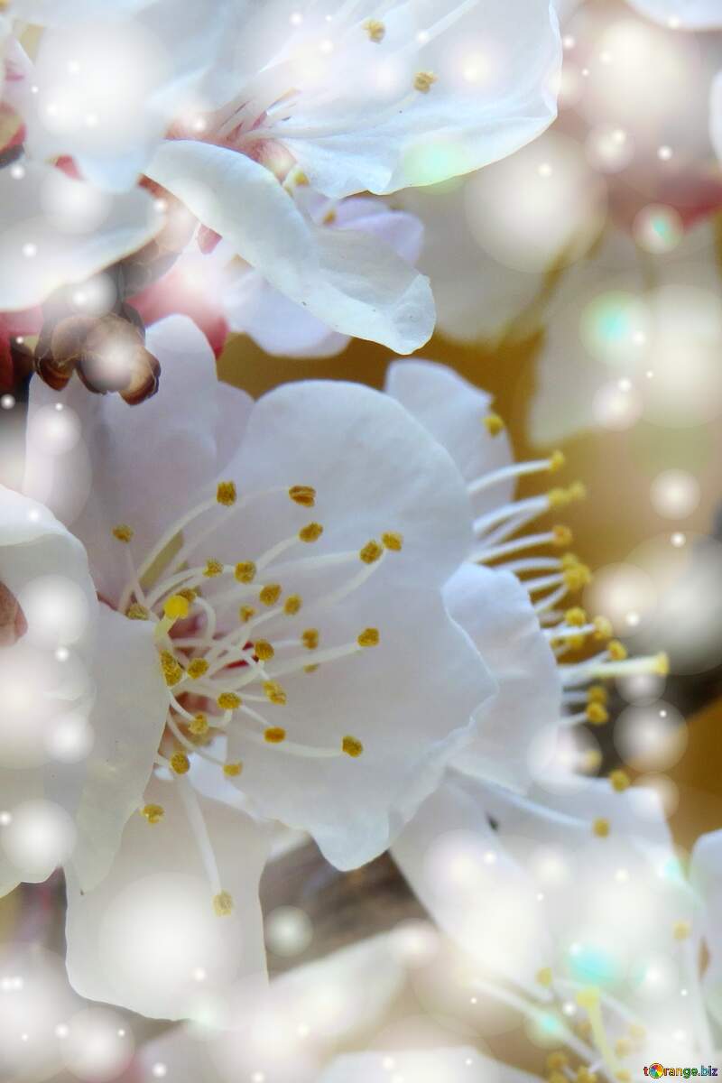 Краса білих квітів на деревах - це прекрасний подарунок природи для нас. №29924